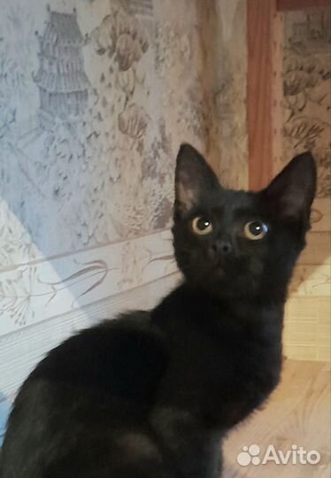Черный котенок мальчик 3 месяца