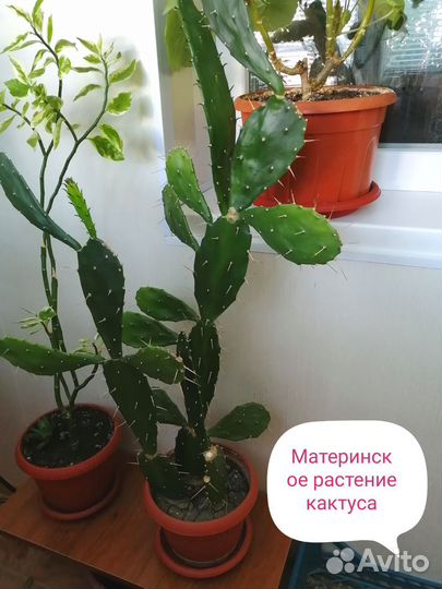 Комнатные цветы кактус