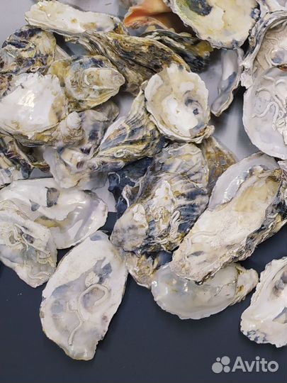 Набор для аквариума или террариума