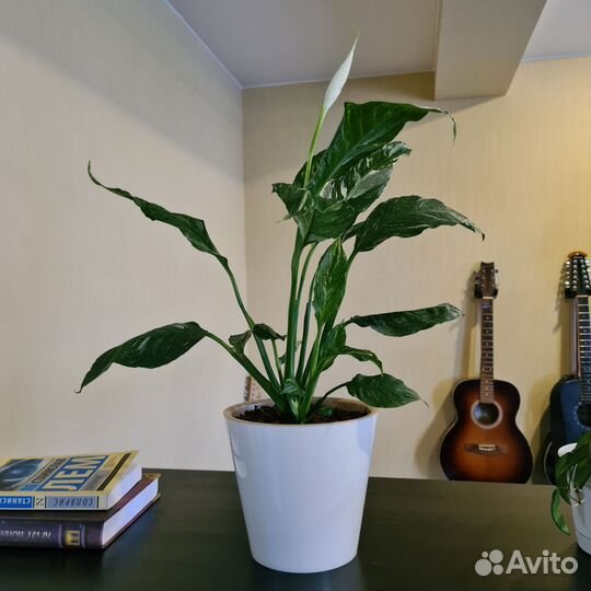 Спатифиллум Диамант или 