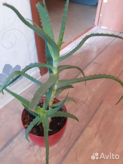 Алоэ столетник