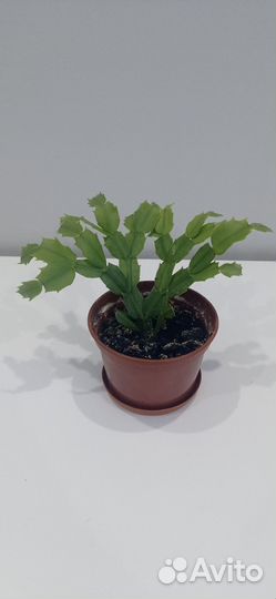 Декабрист шлюмбергера