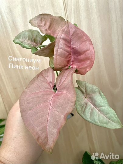 Сингониумы сортовые