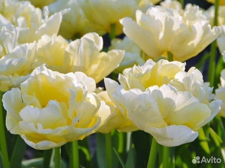 Тюльпаны луковицы