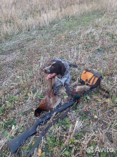 Вязка собак