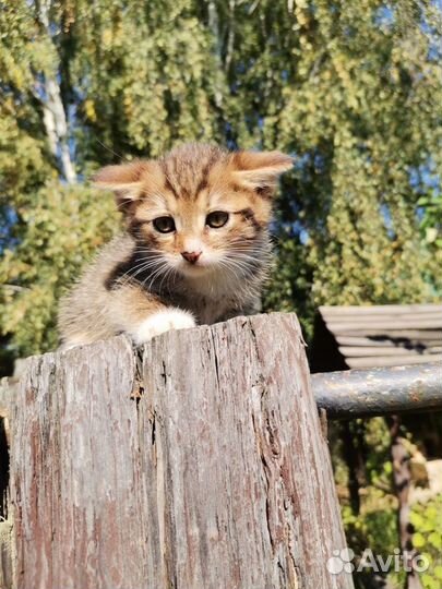 Котёнок,1,5 месяца,девочка