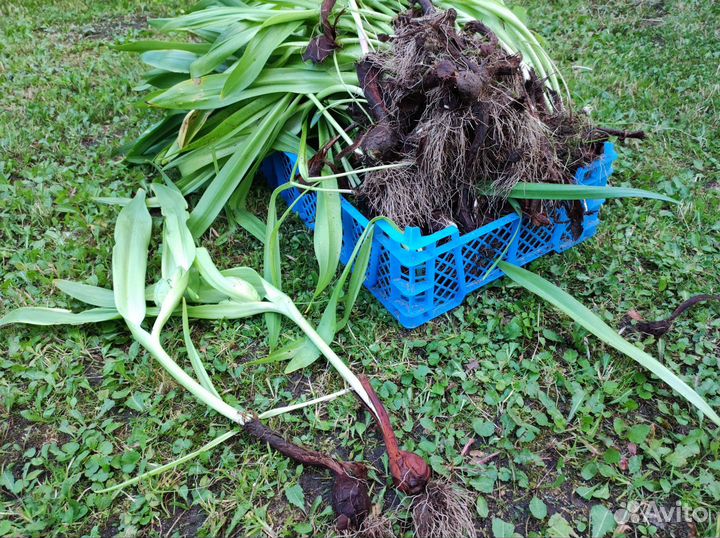 Колхикум 10 луковиц безвременник