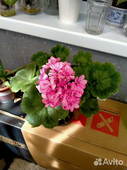 Пеларгонии