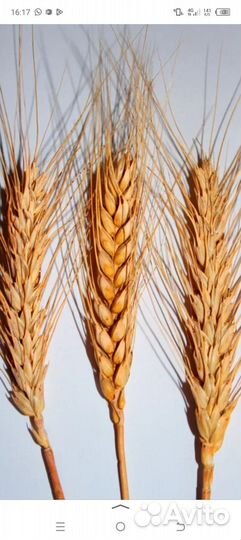 Пшеница