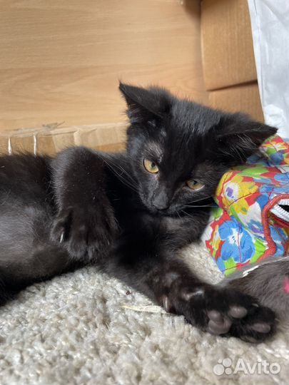 Черный котенок в добрые руки