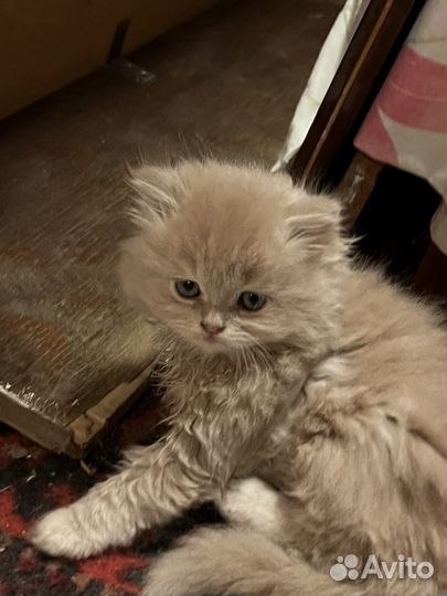 Персидская