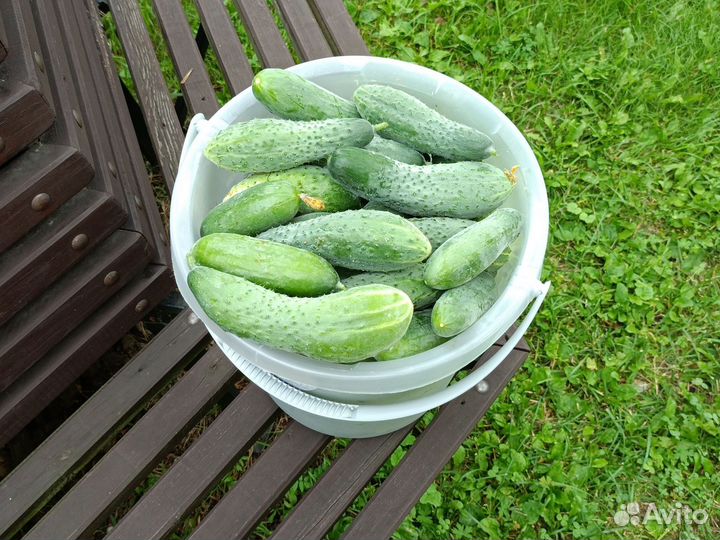 Огурцы свежие домашние