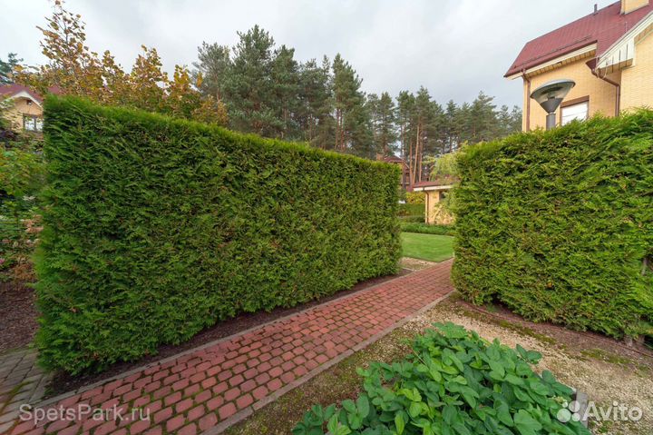 Живая изгородь из туи