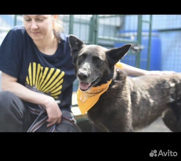 Отдам в добрые руки собаку Грэм