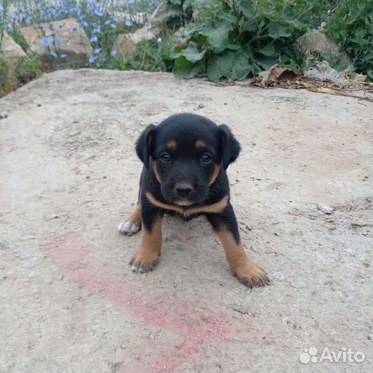 Отдам в добрые руки Джека