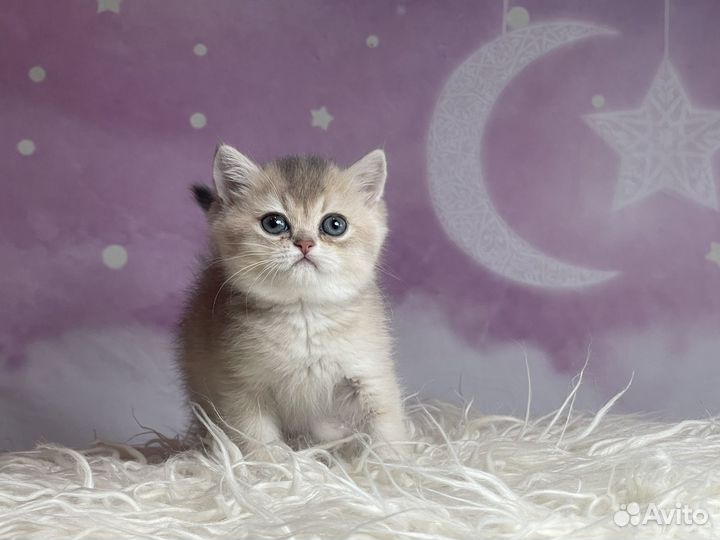 Британский котик