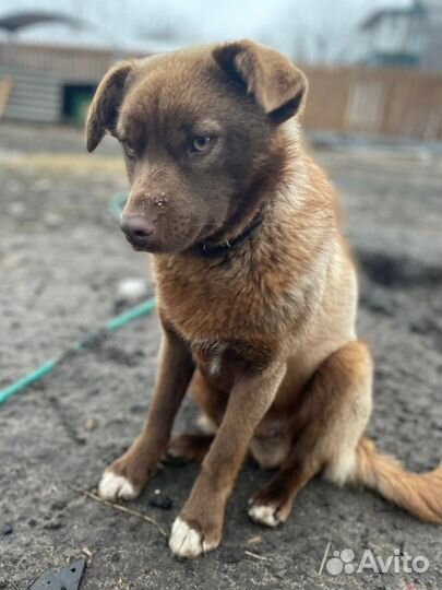 Кай ищет дом