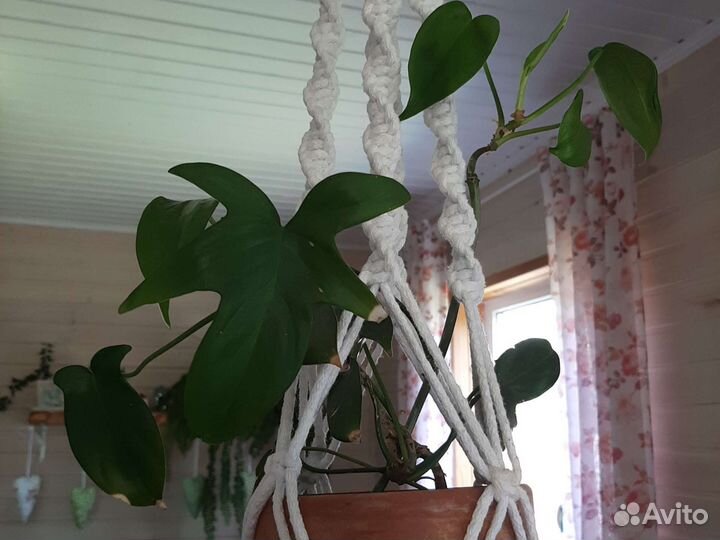 Филодендрон