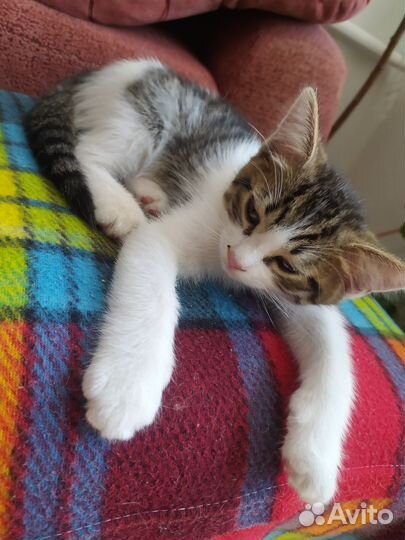 Котята, мышеловы