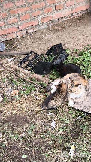 Маленькие котятки ищут свой дом