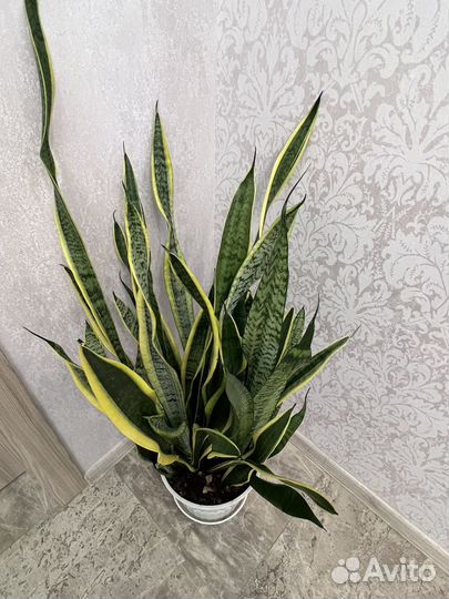 Сансевиерия (щучий хвост)