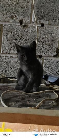 Котята от абисинской кошки