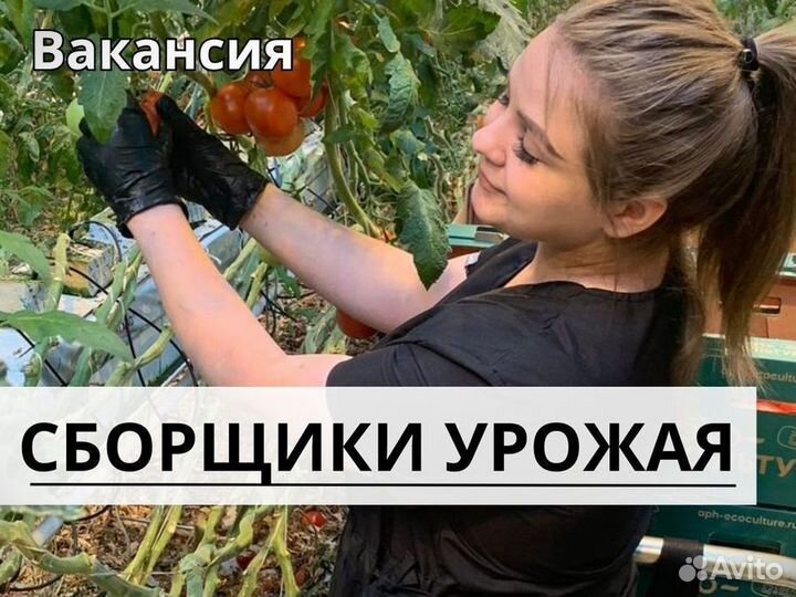 Сборщик урожая