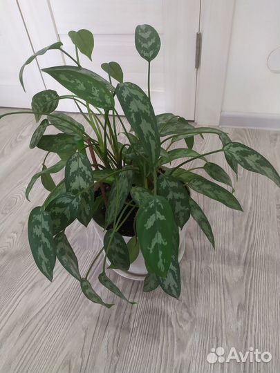 Замиокулькас,Юкка,сингониум