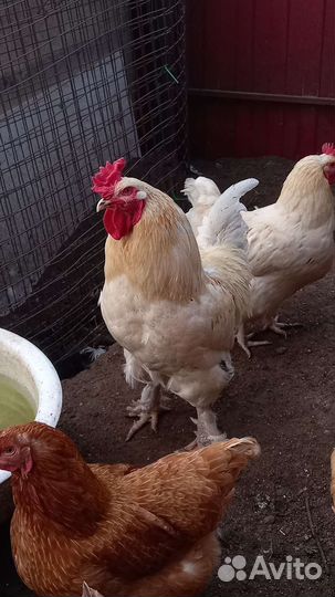 Петух брама белый