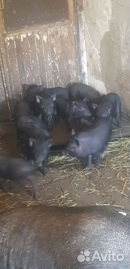 Вьетнамские вислобрюхие поросята