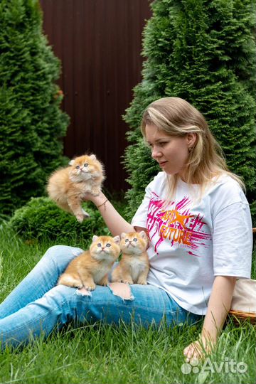 Котики и кошечки