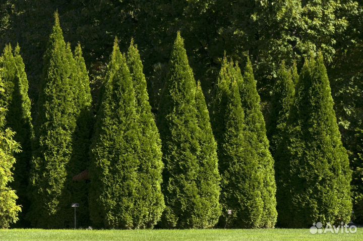 Туя Смарагд 1,8-2 м,Брабант