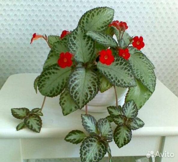 Эписция молодой цветок