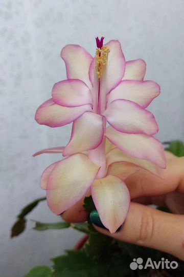 Шлюмбергера