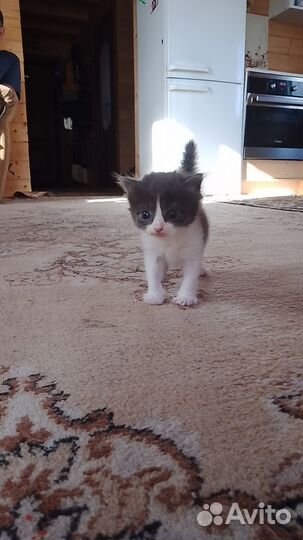 Отдам котят