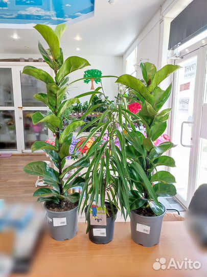 Домашние комнатные цветы Доставка