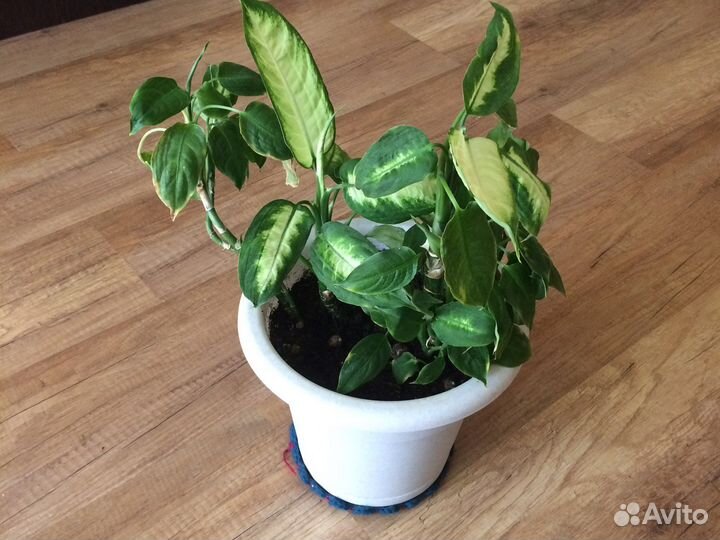 Дифенбахия