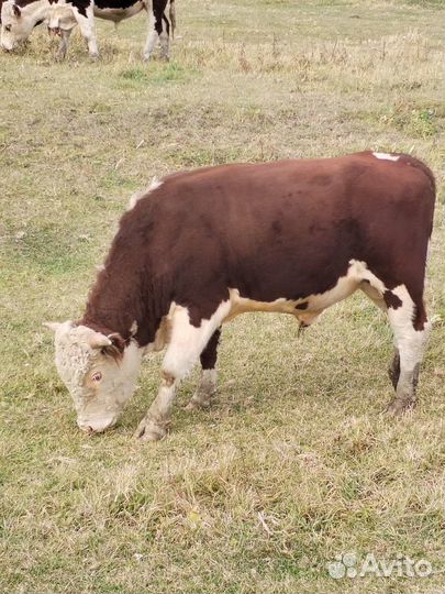 Продам бычков герефордов