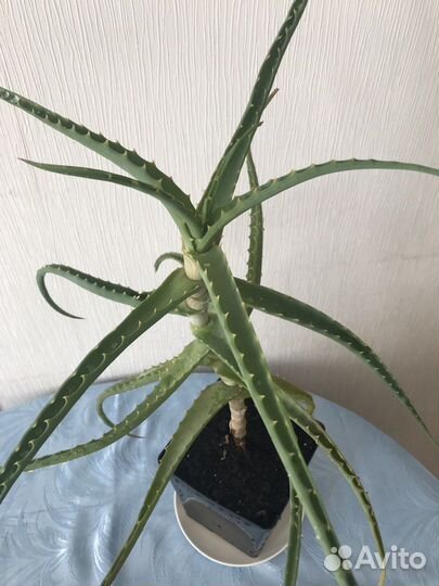 Алоэ лечебный трехлетний