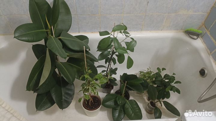Фикусы разные