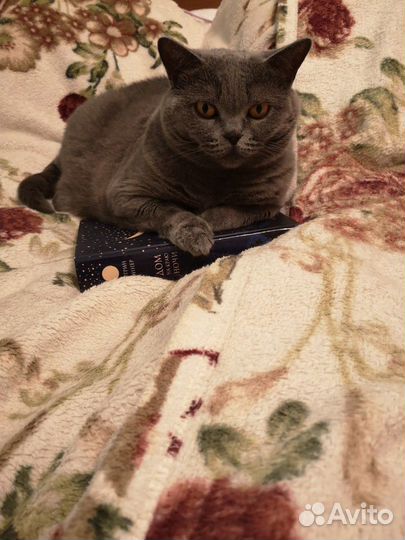 Передержка домашних животных