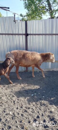 Овечка курдючная гисарской