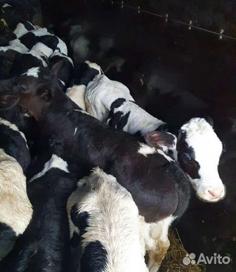 Телята бычки