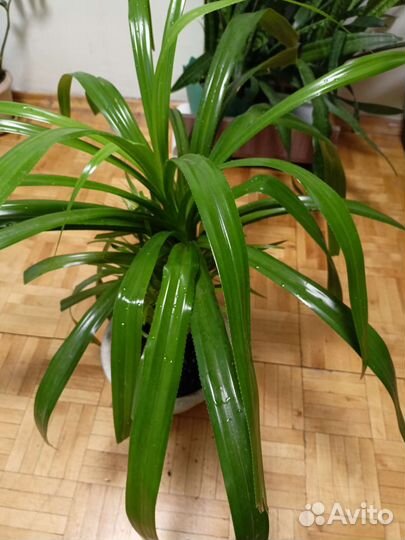 Пальма панданус