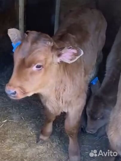 Бычки телята