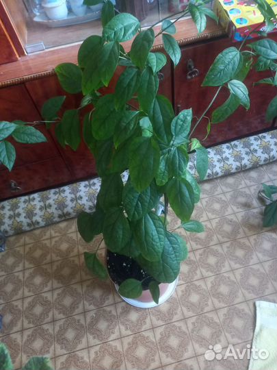 Клеродендрум эписции