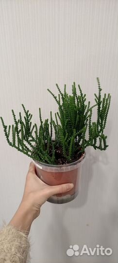 Крассула плауновидная