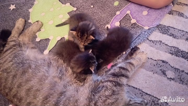 Отдам котят в добрые руки