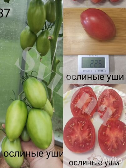 Семена сладкого перца и томатов