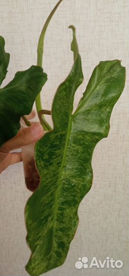 Фил парадизо верде (мраморный)